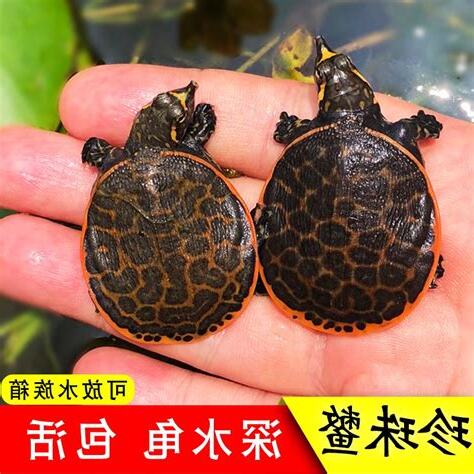 烏龜可以 只養一隻 嗎